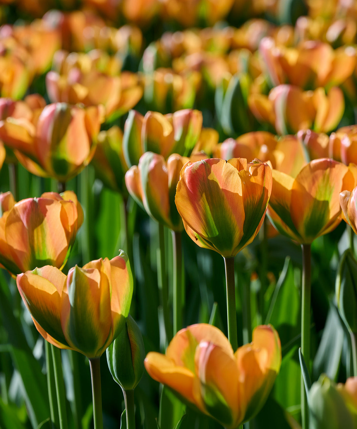 Orange Marmelade Viridiflora Tulip - 10 bulbs