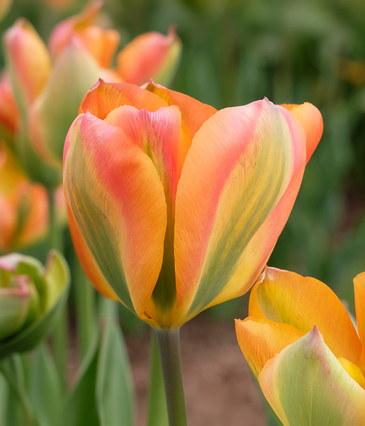 Orange Marmelade Viridiflora Tulip - 10 bulbs