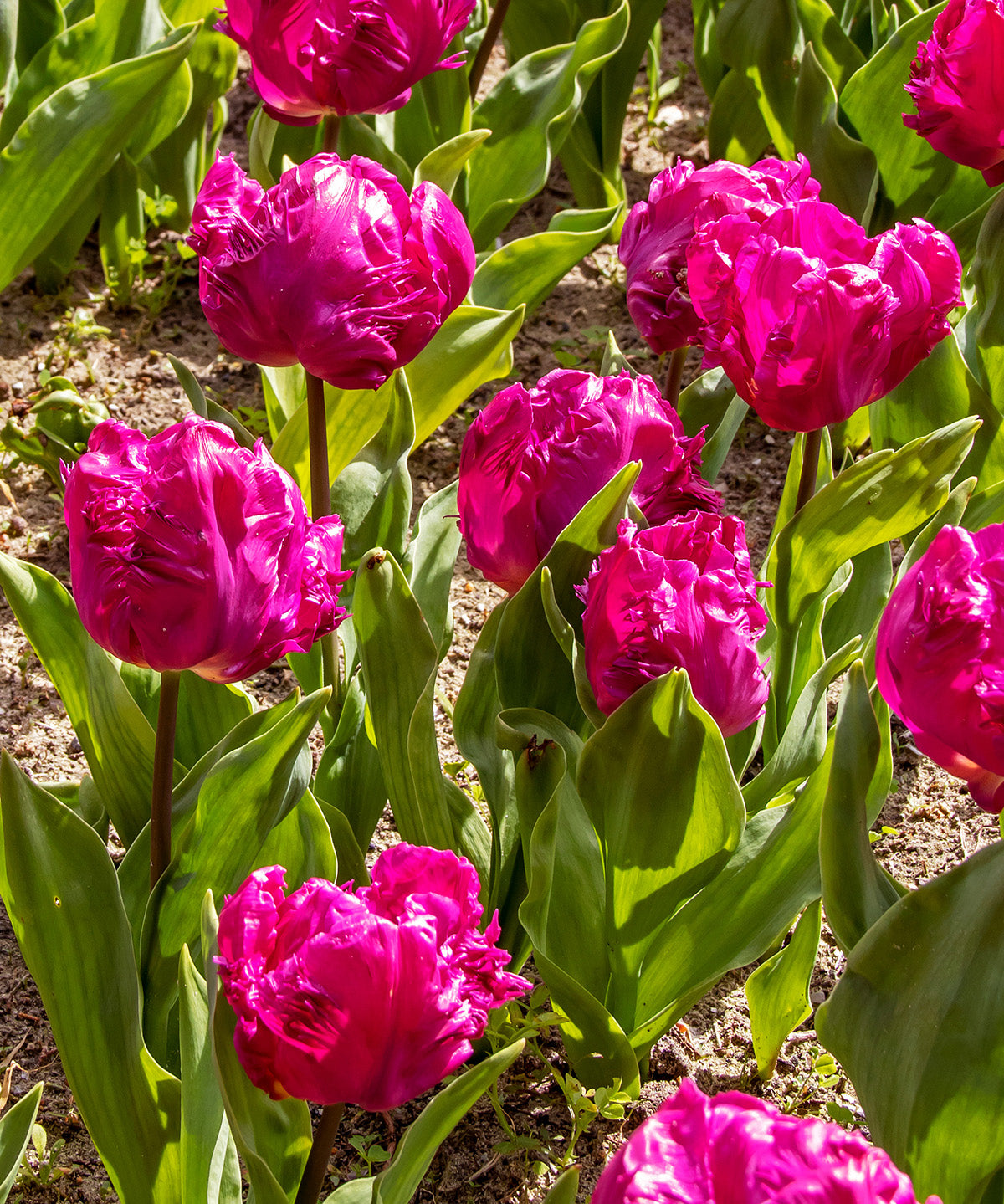 Parrot Prince Parrot Tulip - 10 bulbs