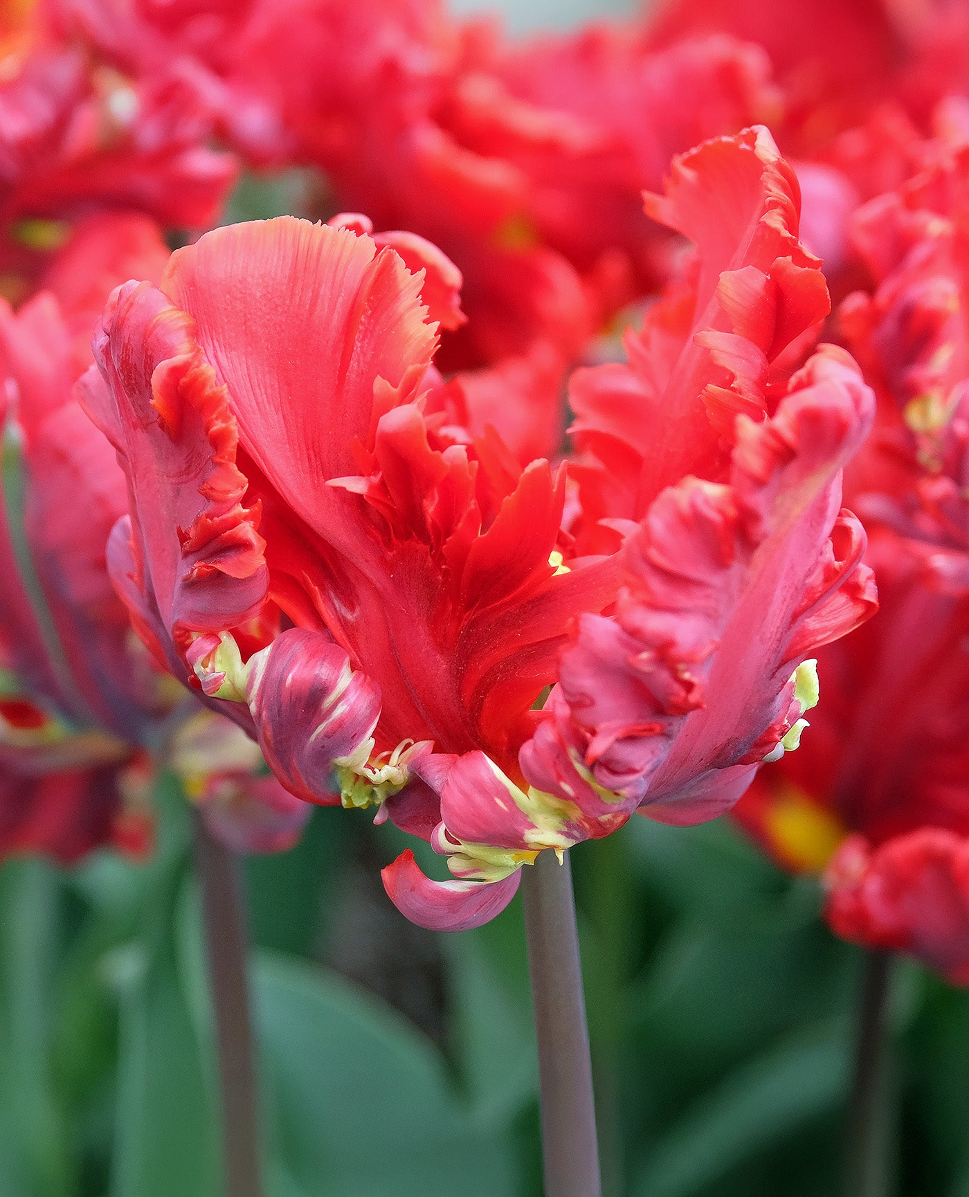 Rococo Parrot Tulip - 10 bulbs