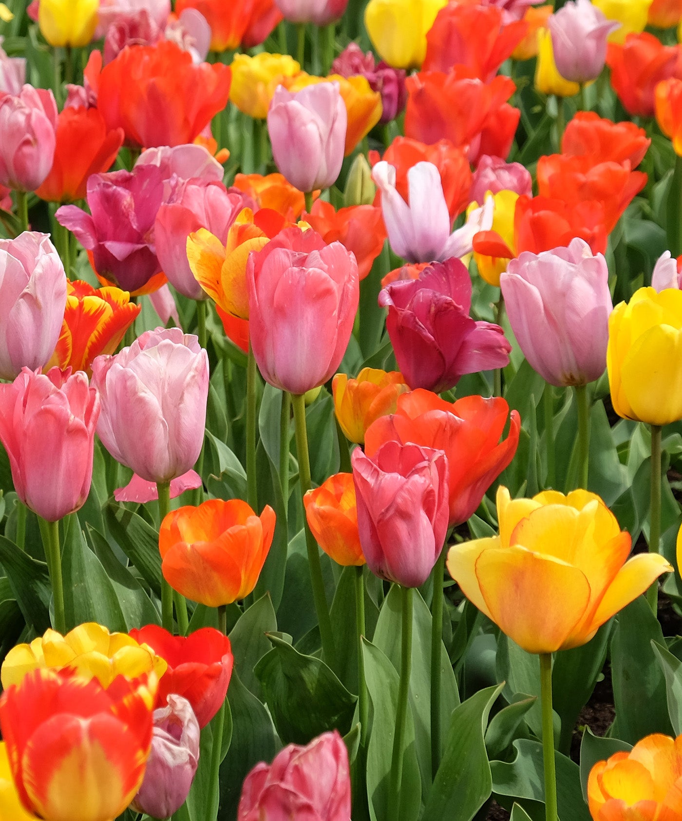 Mixed Triumph Tulips - 30 bulbs