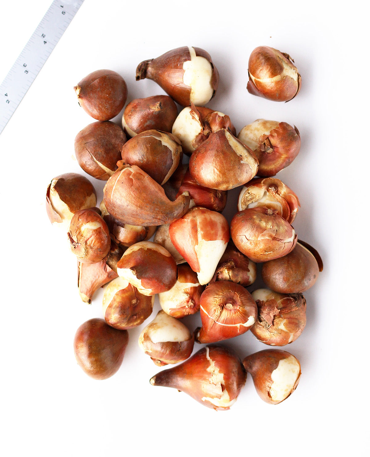 Mixed Darwin Hybrid Tulips - 30 bulbs