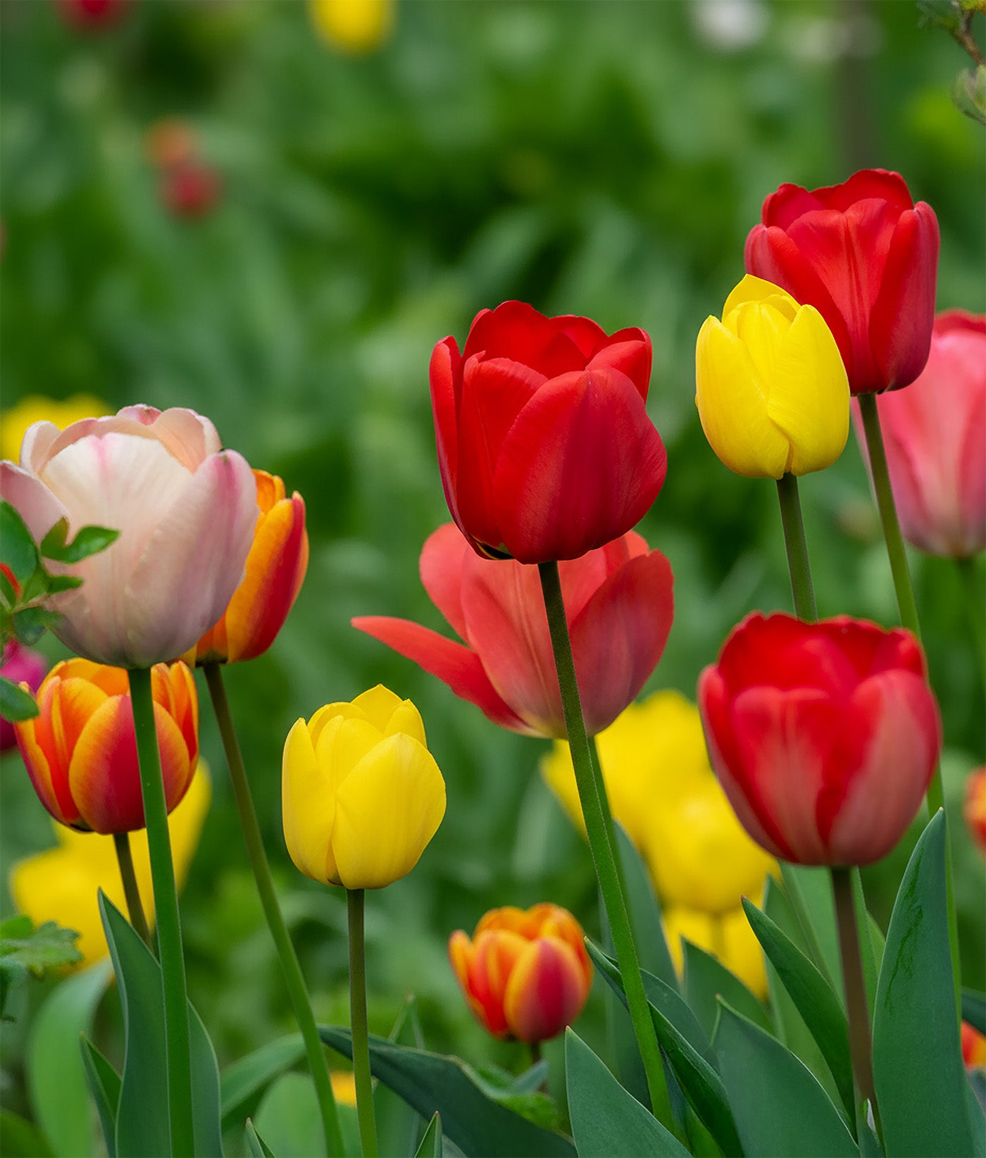 Mixed Darwin Hybrid Tulips - 30 bulbs