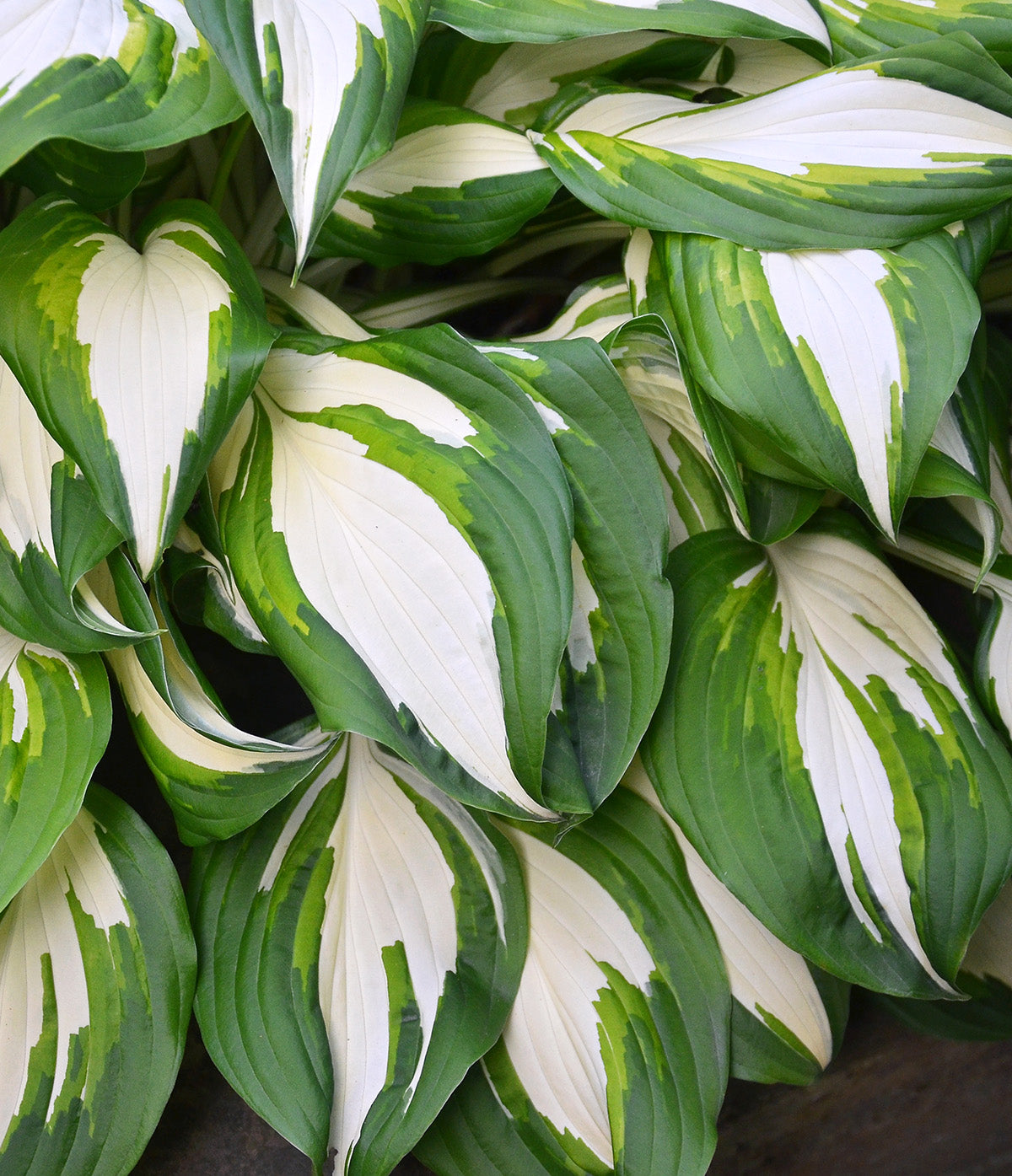 Vulcan Standard Hosta - 3 root divisions