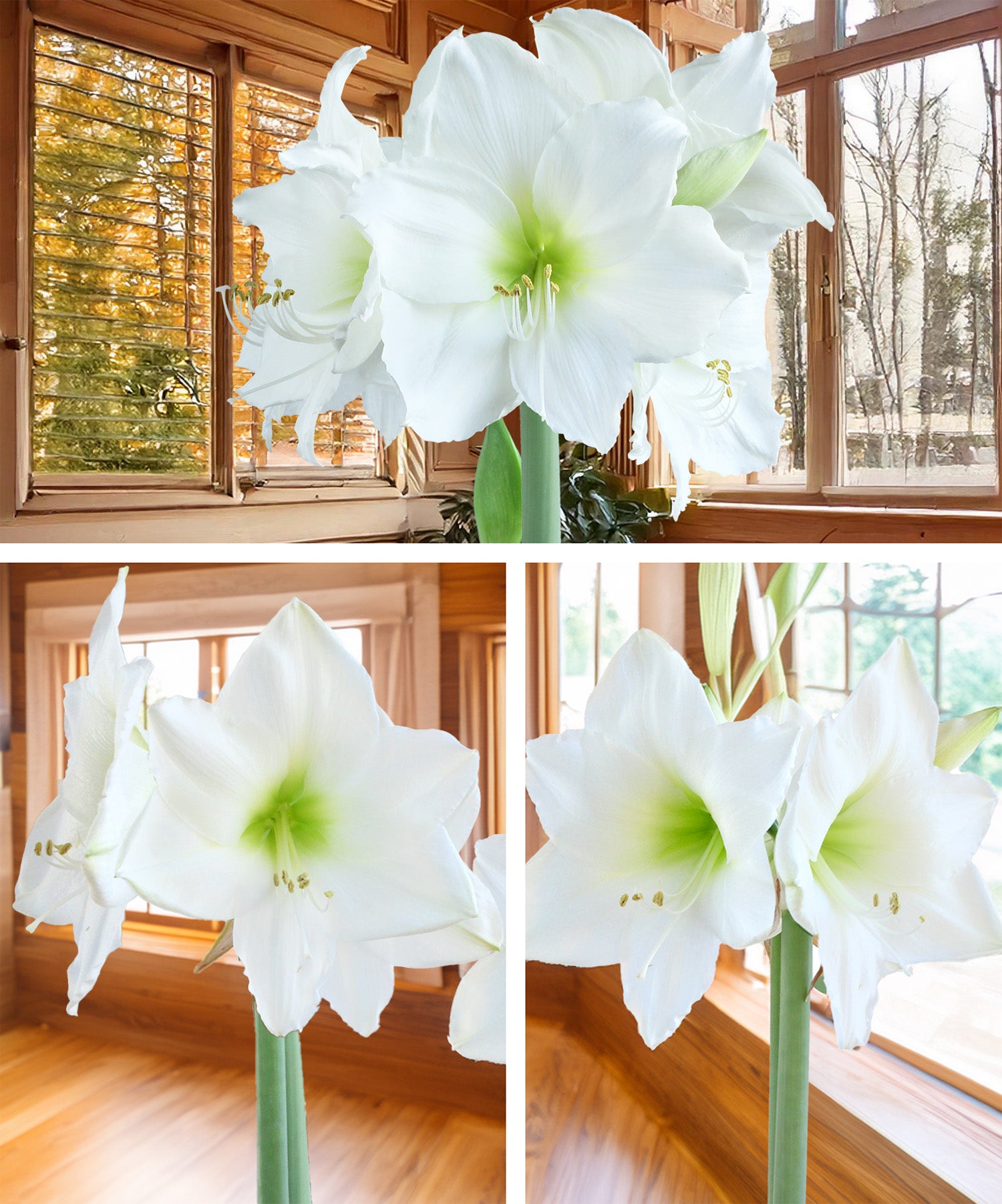 Amaryllis 3-Pack: White