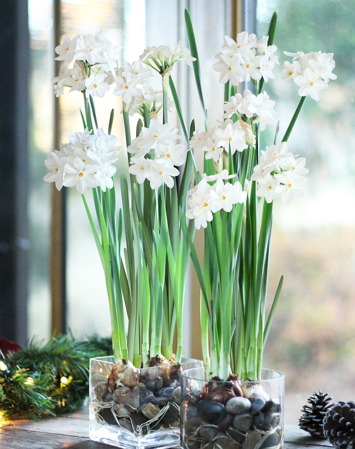 Ziva Jumbo Paperwhites - 10 bulbs