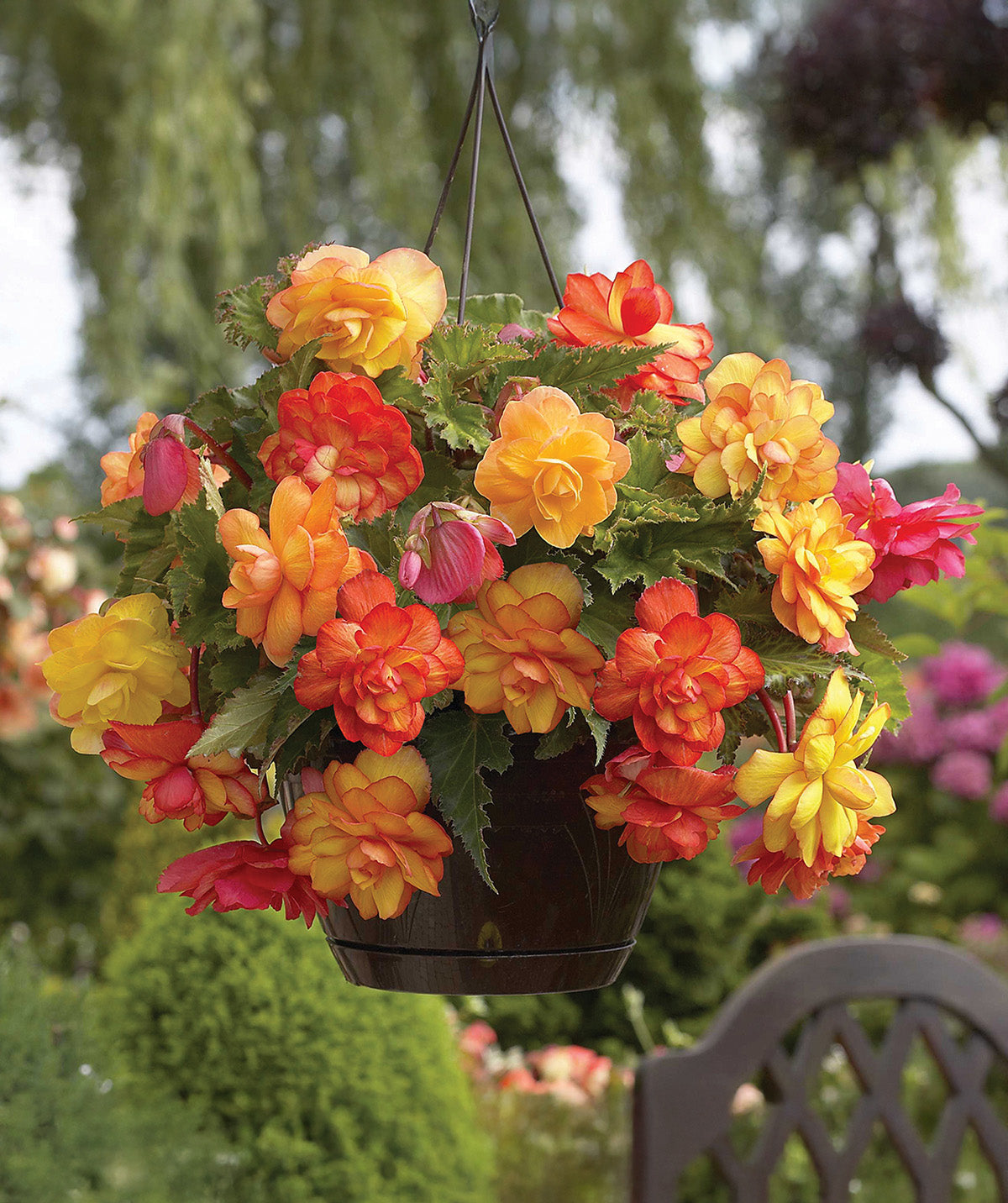 Golden Balcony Begonia - 3 tubers
