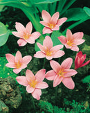 Fairy Lilies - 25 bulbs