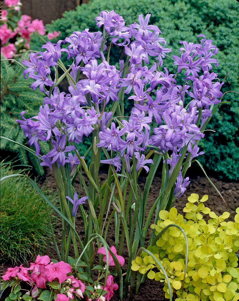 light blue lily flower Sky Blue Lilies