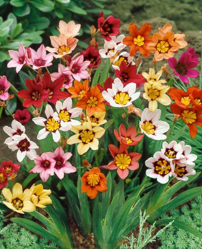 Mixed Sparaxis - 25 bulbs