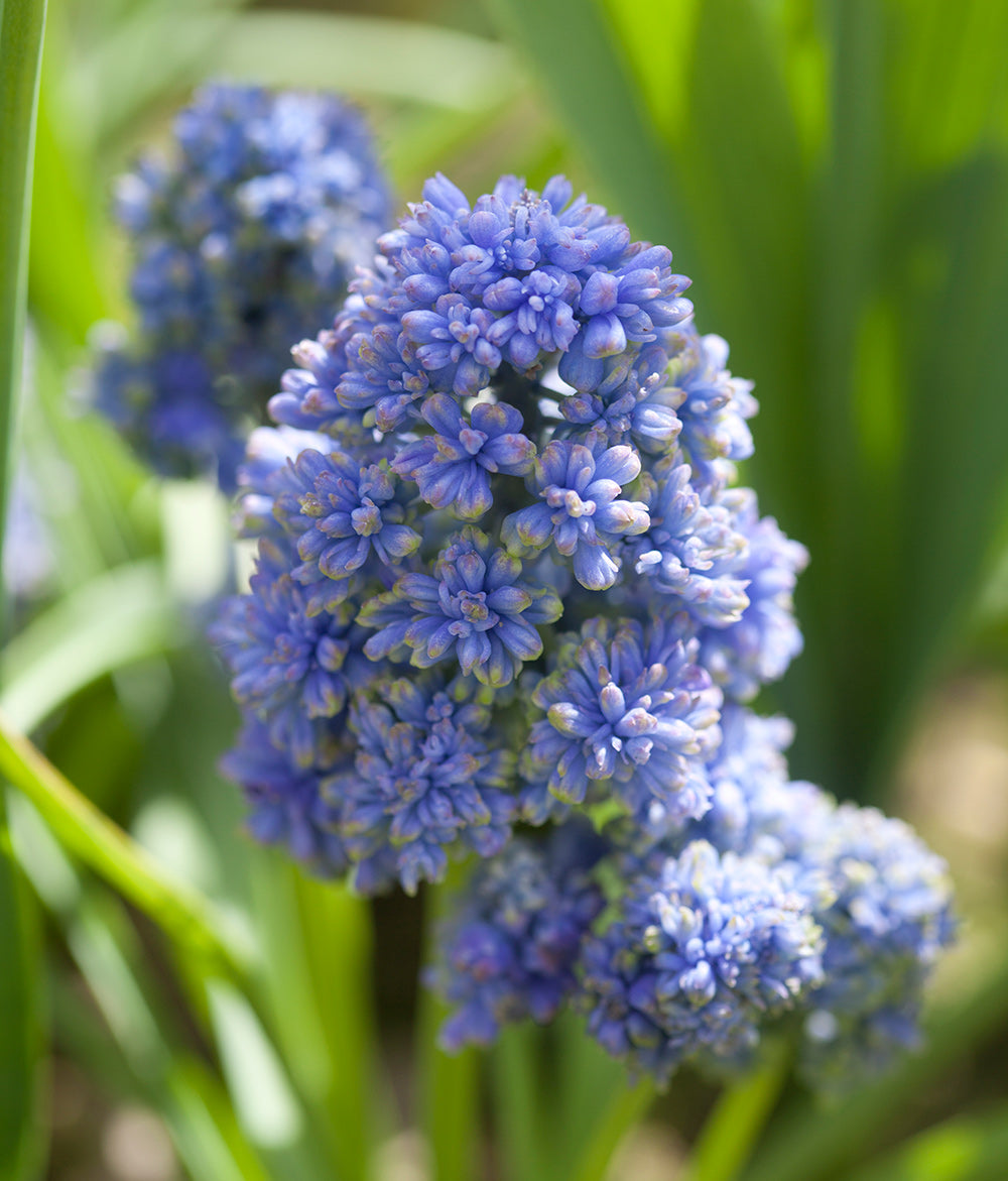 Blue Spike Muscari armeniacum - 10 bulbs
