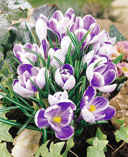 Crocus Bulbs King Of The Striped - Unique Striped Crocus! - Tulip Store
