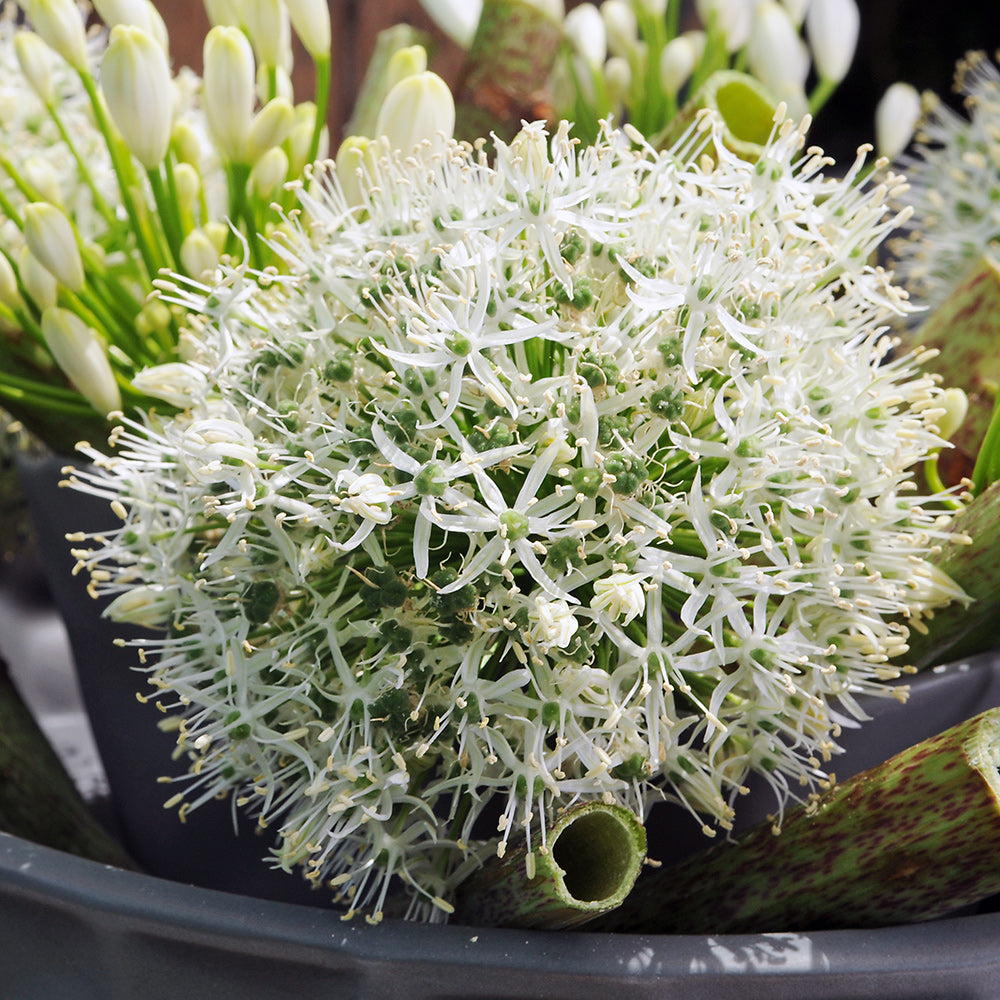 White Giant Allium - 3 bulbs