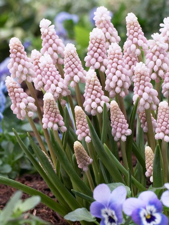 Pink Sunrise Muscari armeniacum - 5 bulbs