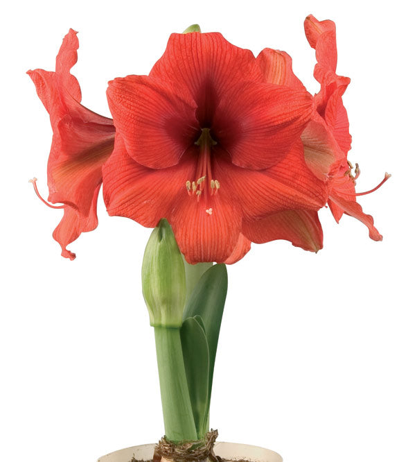 Gold Medal® Symphony Amaryllis