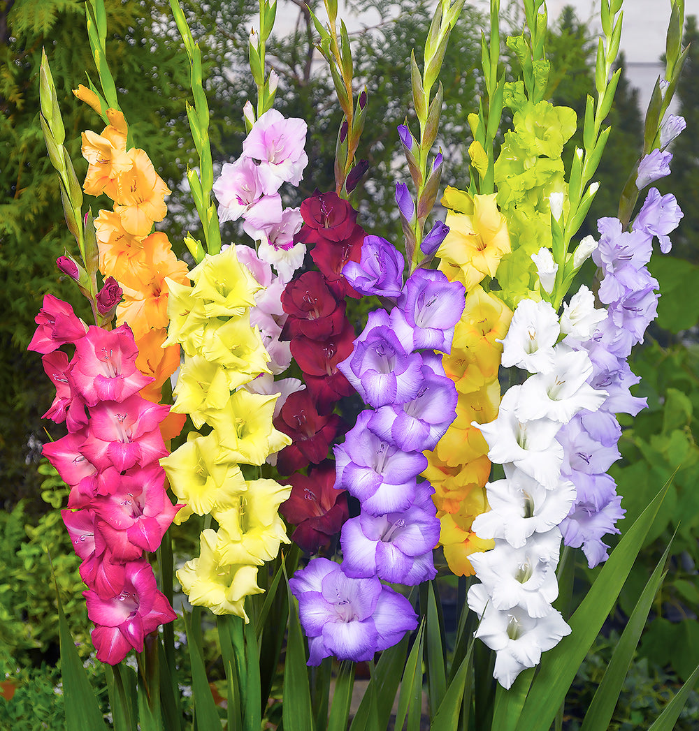 Mixed Gladiolus - 15 bulbs