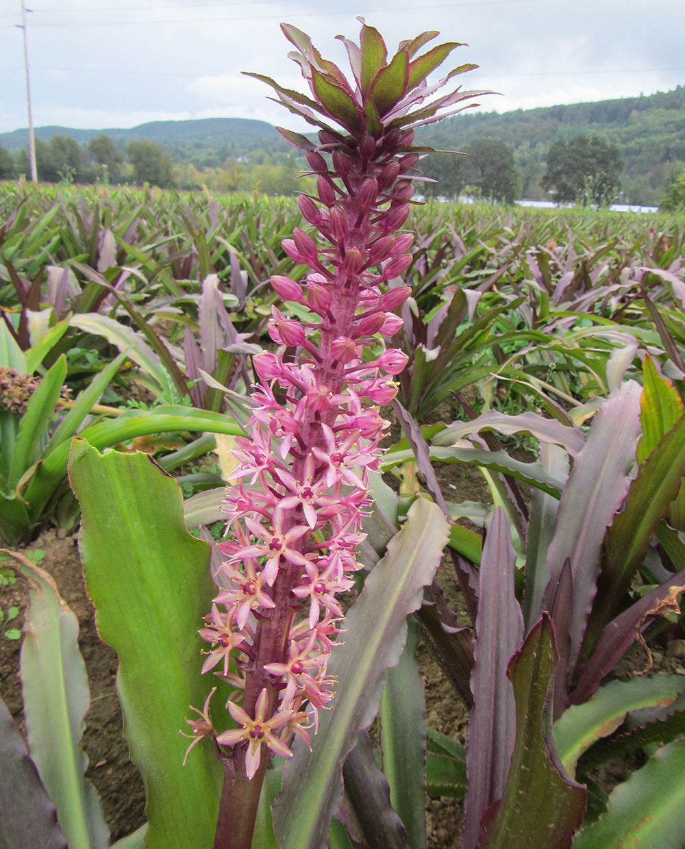 pineapple lily plant Coco Pineapple Lily