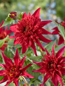 Jive Anemone Powder Puff Dahlia - 3 root divisions
