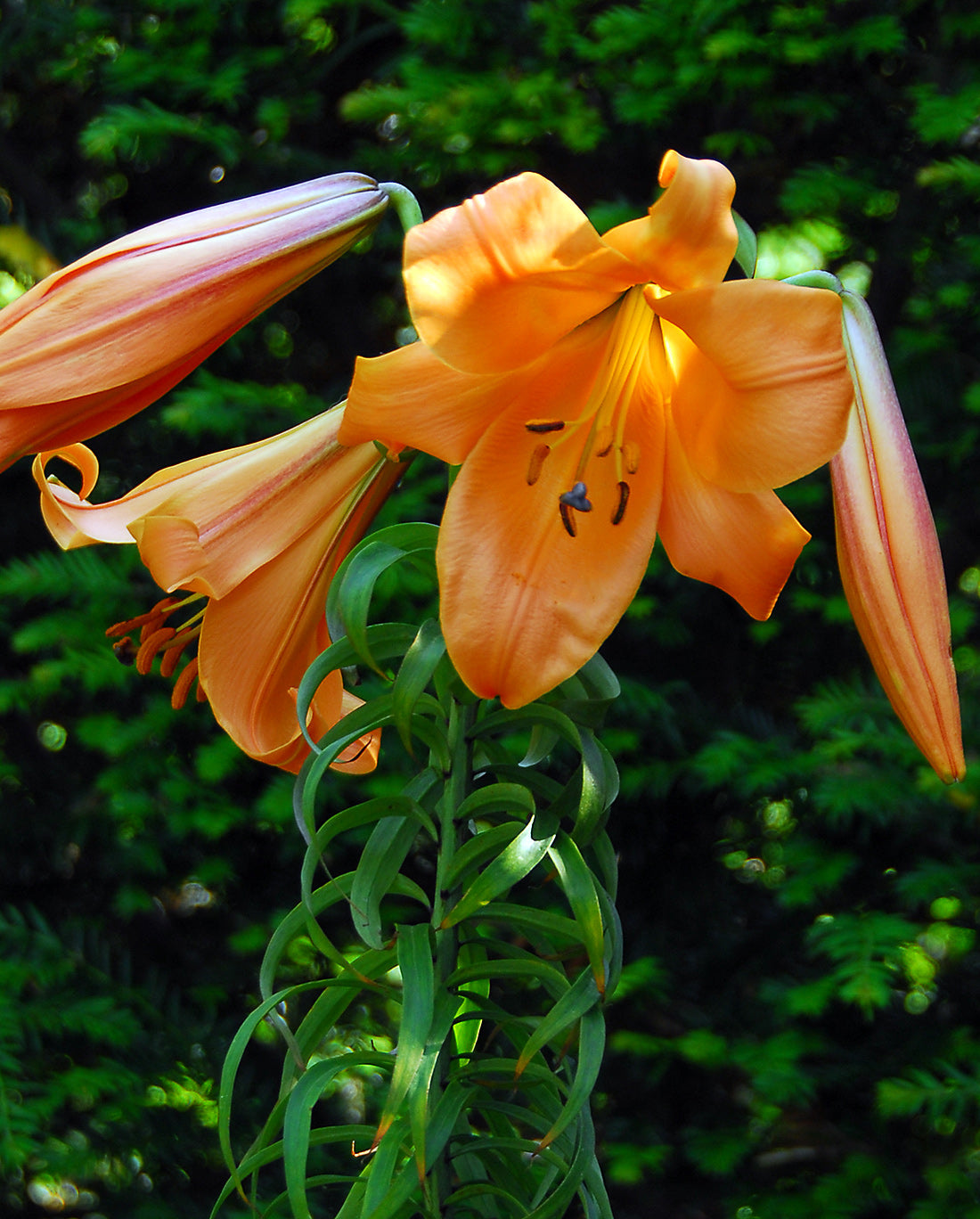 African Queen Trumpet Lily - 5 bulbs