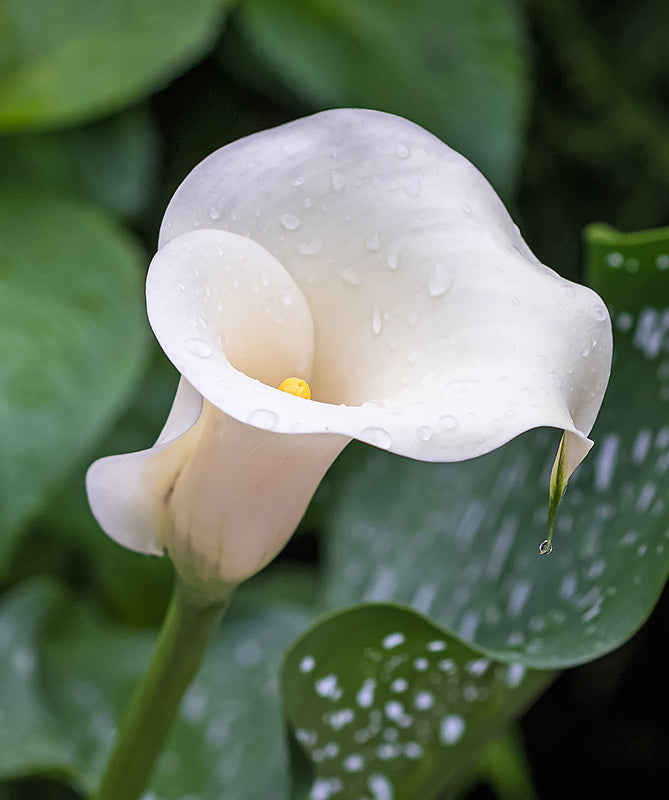 buy white calla lily Albo Maculata Calla Lily