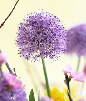 Gladiator Allium - 3 bulbs