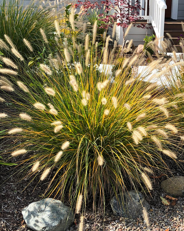 Alopecuroides Fountain Grass - 3 bareroot plants