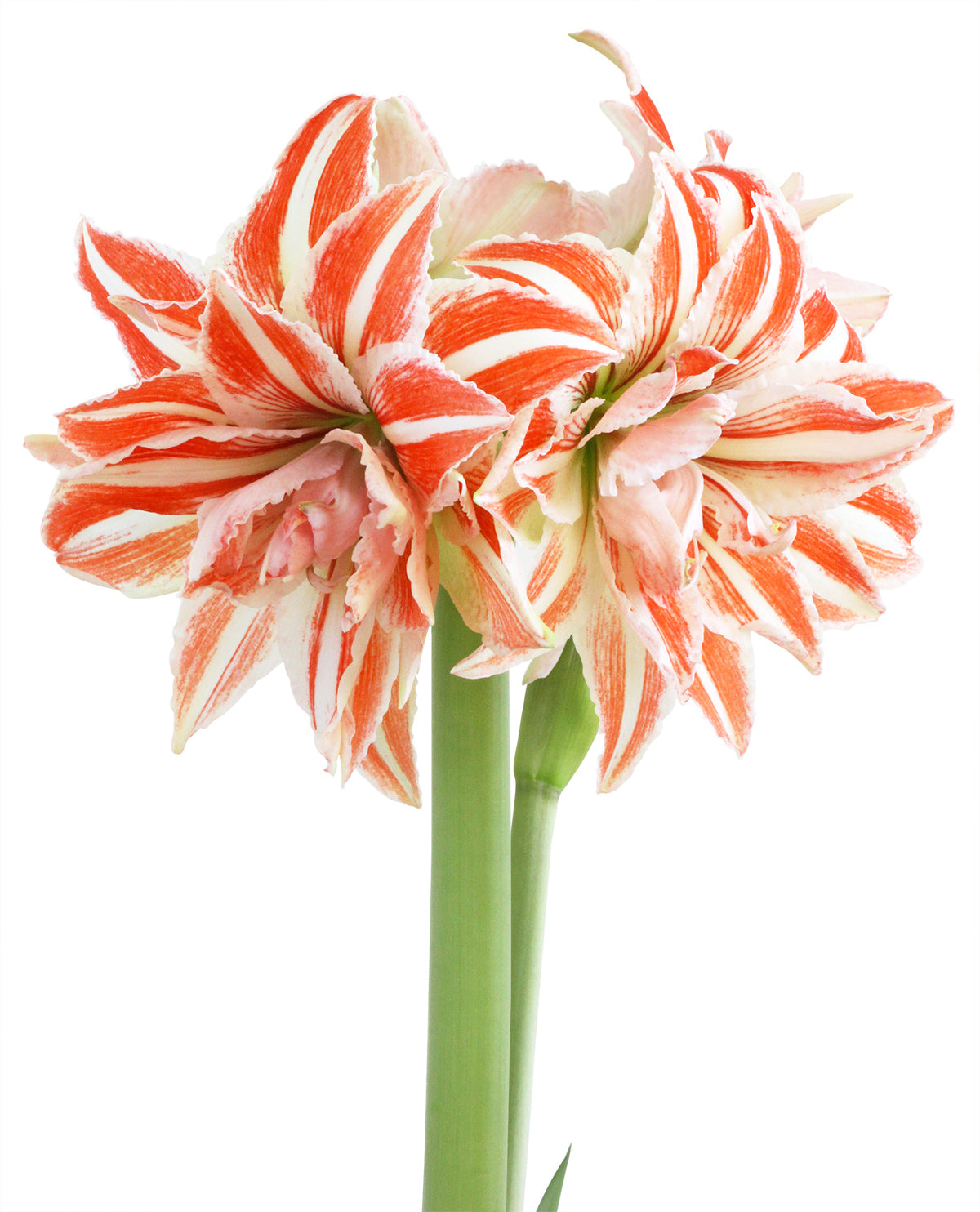 Dancing Queen Amaryllis
