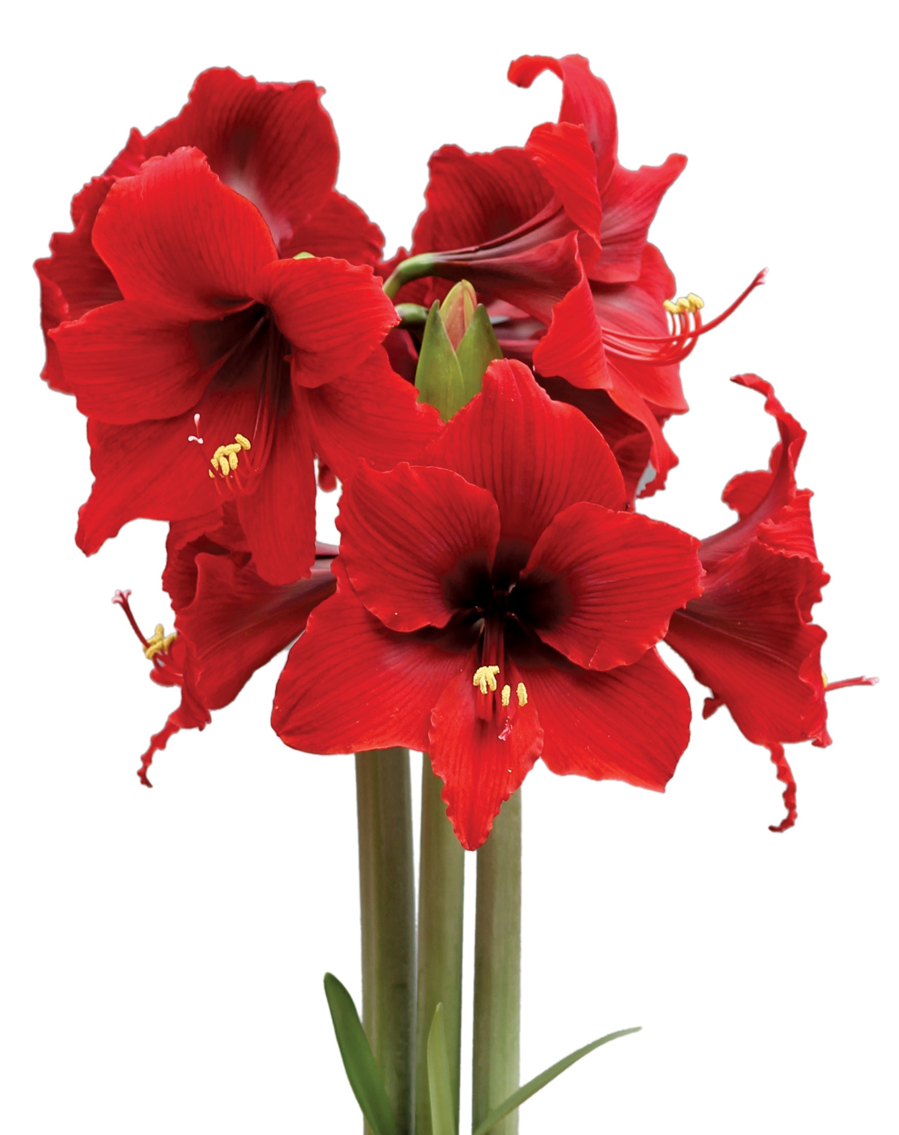 Fire Dancer® Sonatini Amaryllis - 16-20 cm bulb