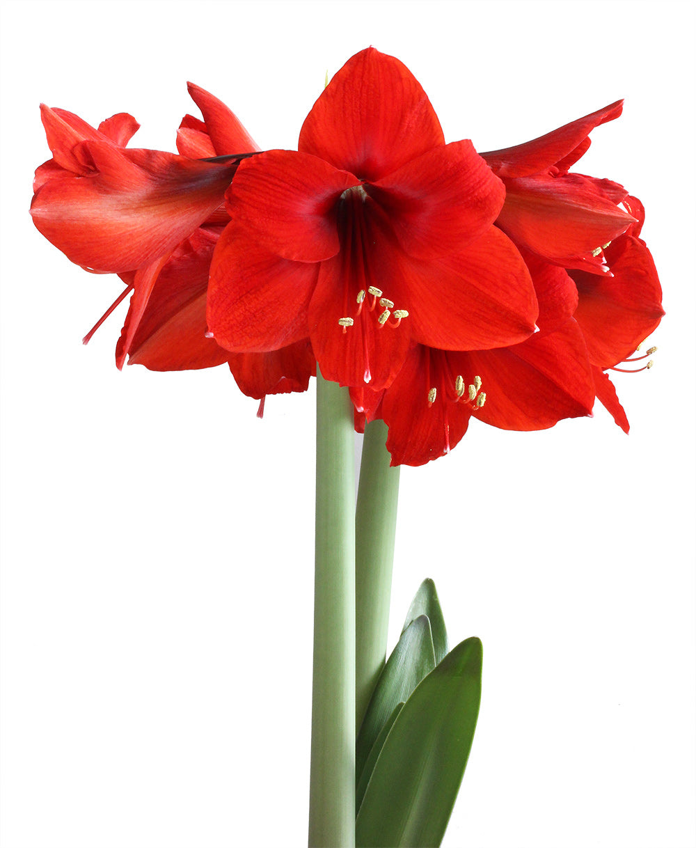 Red Lion Amaryllis - 22-26 cm bulb