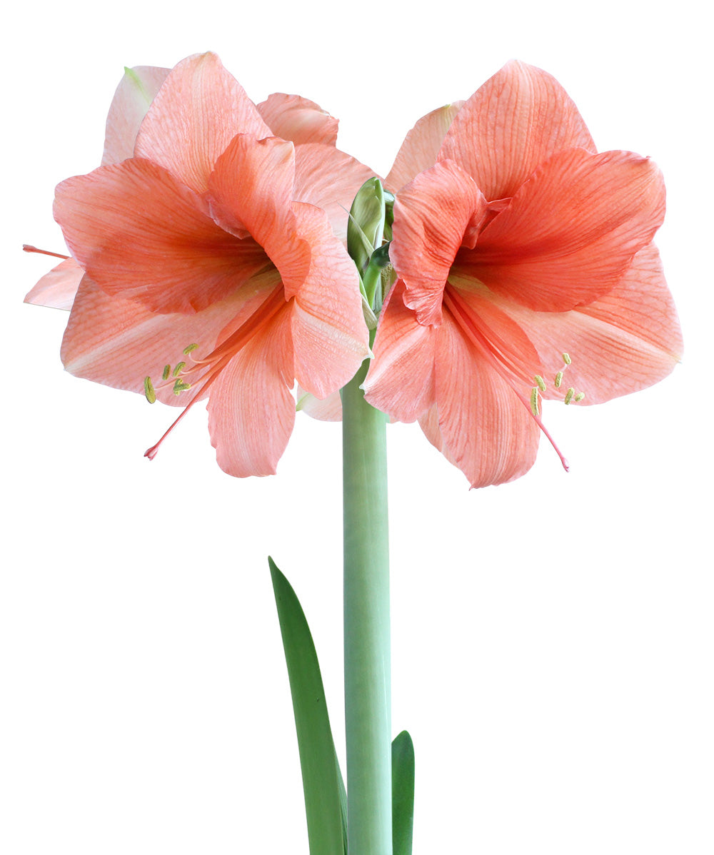Rilona Amaryllis - 22-26 cm bulb