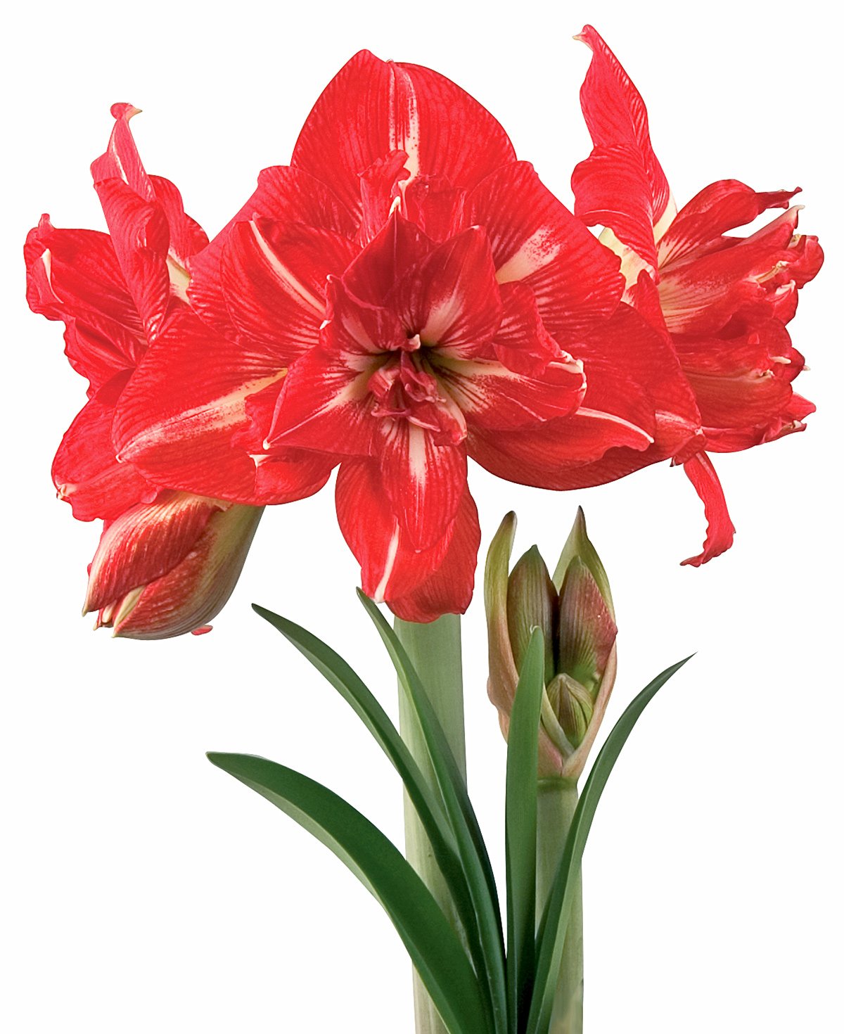 Rock n' Roll® Symphony Amaryllis - 22-26 cm bulb