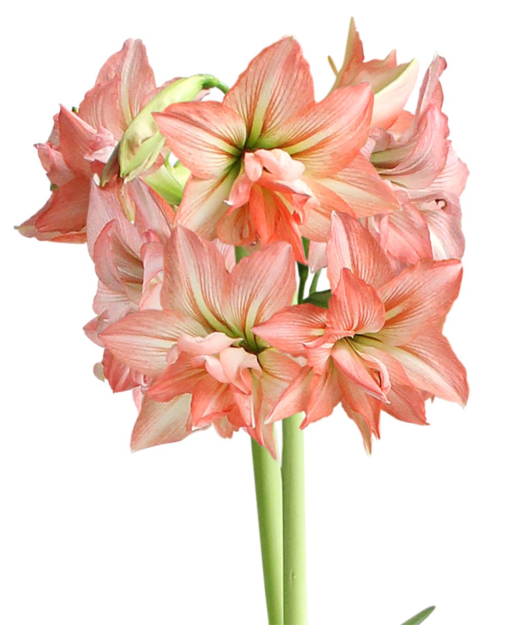 Zombie® Sonata Amaryllis - 18-20 cm bulb