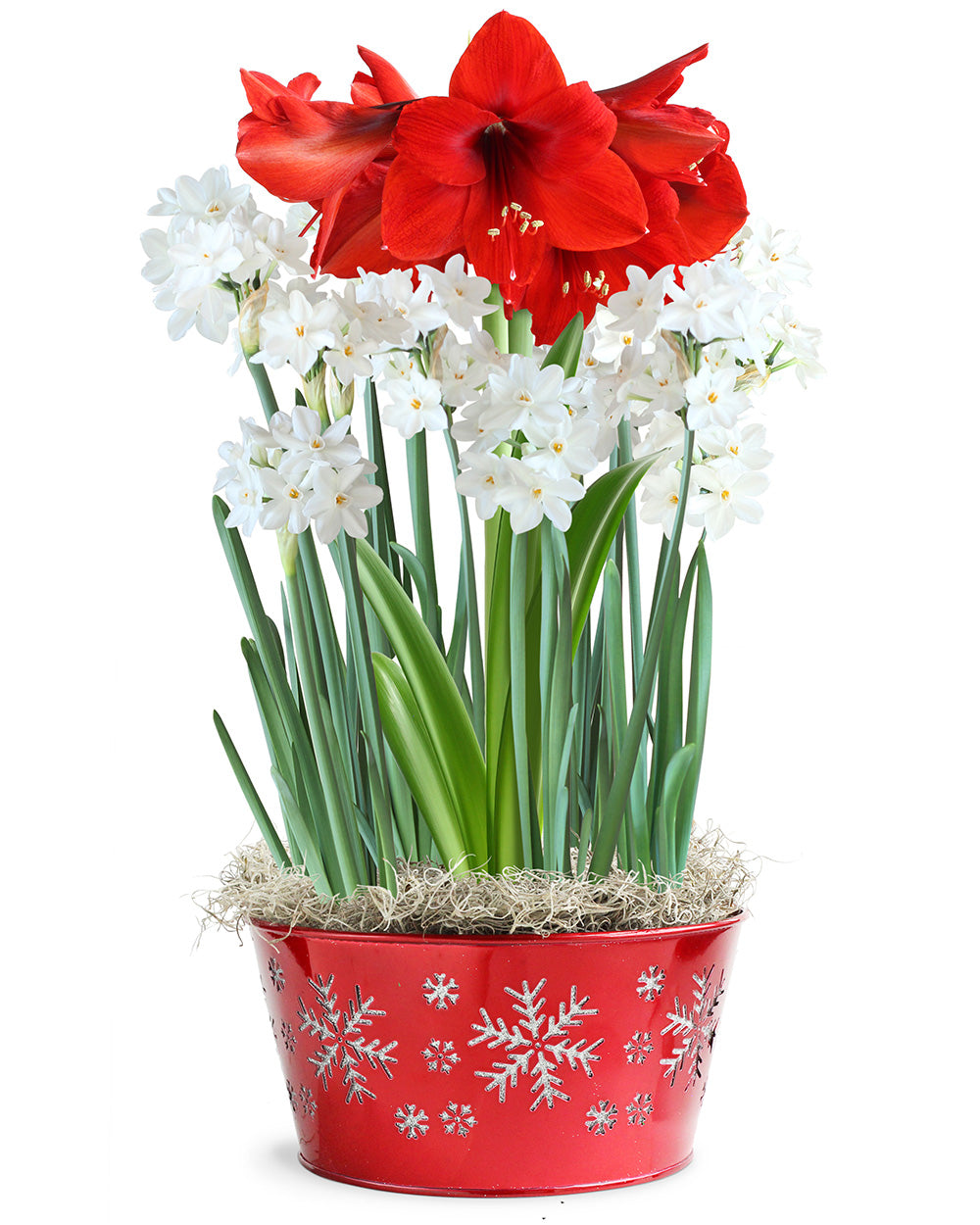 paper white lily bulbs Amaryllis and Paperwhite Bulb Gift