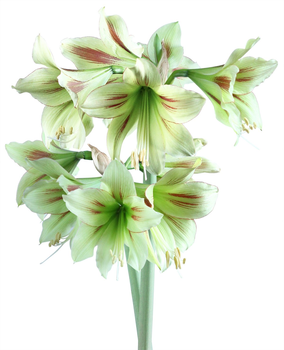 Graffiti® Sonatini Amaryllis - 14-18 cm bulb