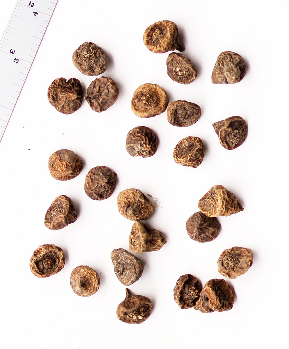 The Bride Anemone Coronaria - 25 bulbs