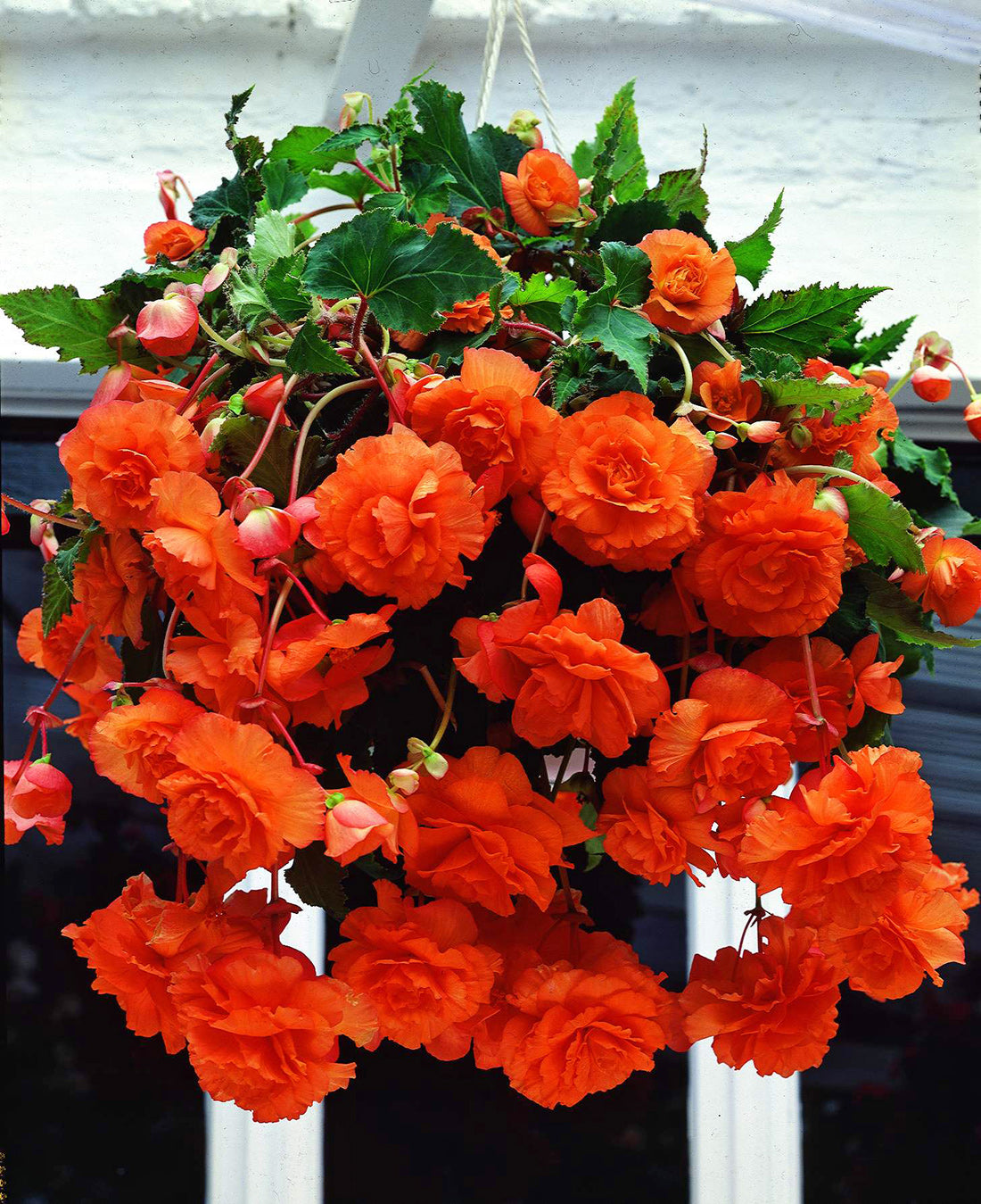planting begonia hanging baskets Apricot Hanging Basket Begonia