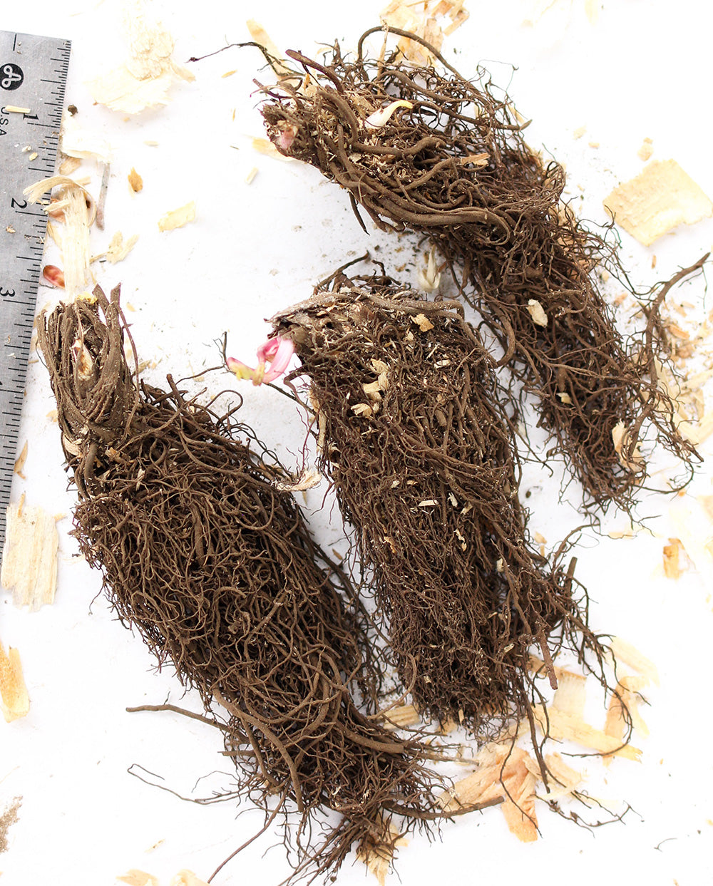 Star of Beauty Astrantia - 3 root divisions