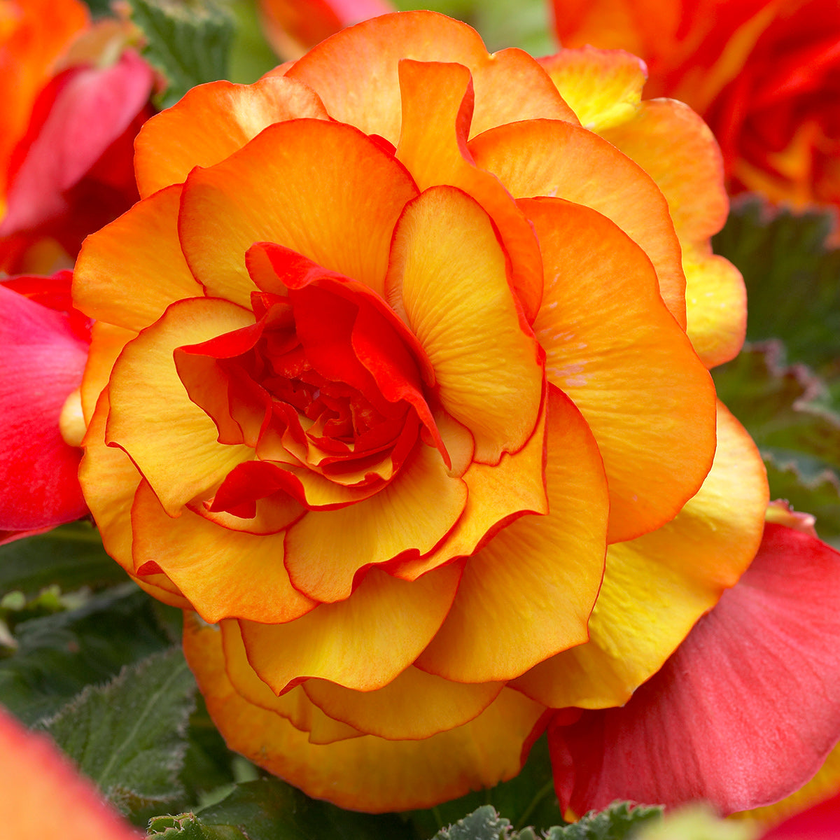 Red and Yellow Picotee Begonia - 3 tubers