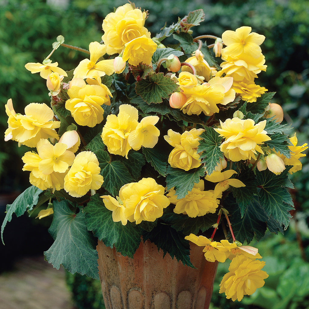 Yellow Hanging Basket Begonia
