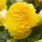 Yellow Double Begonia - 3 tubers