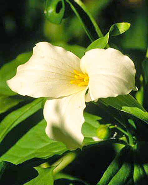 white wood lily Beige Trillium (Wood Lily)