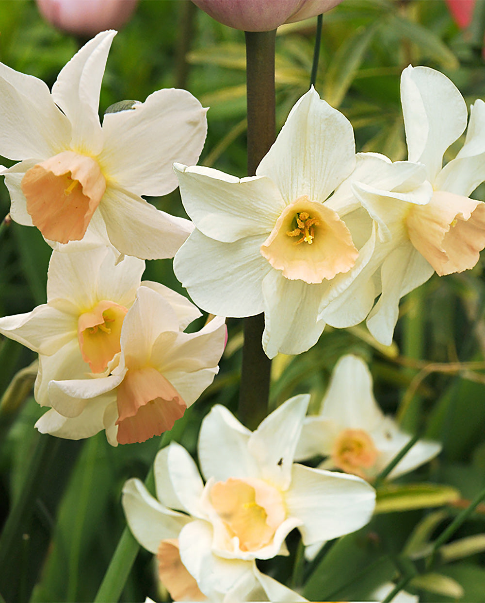 Bell Song Jonquilla Daffodil - 10 bulbs