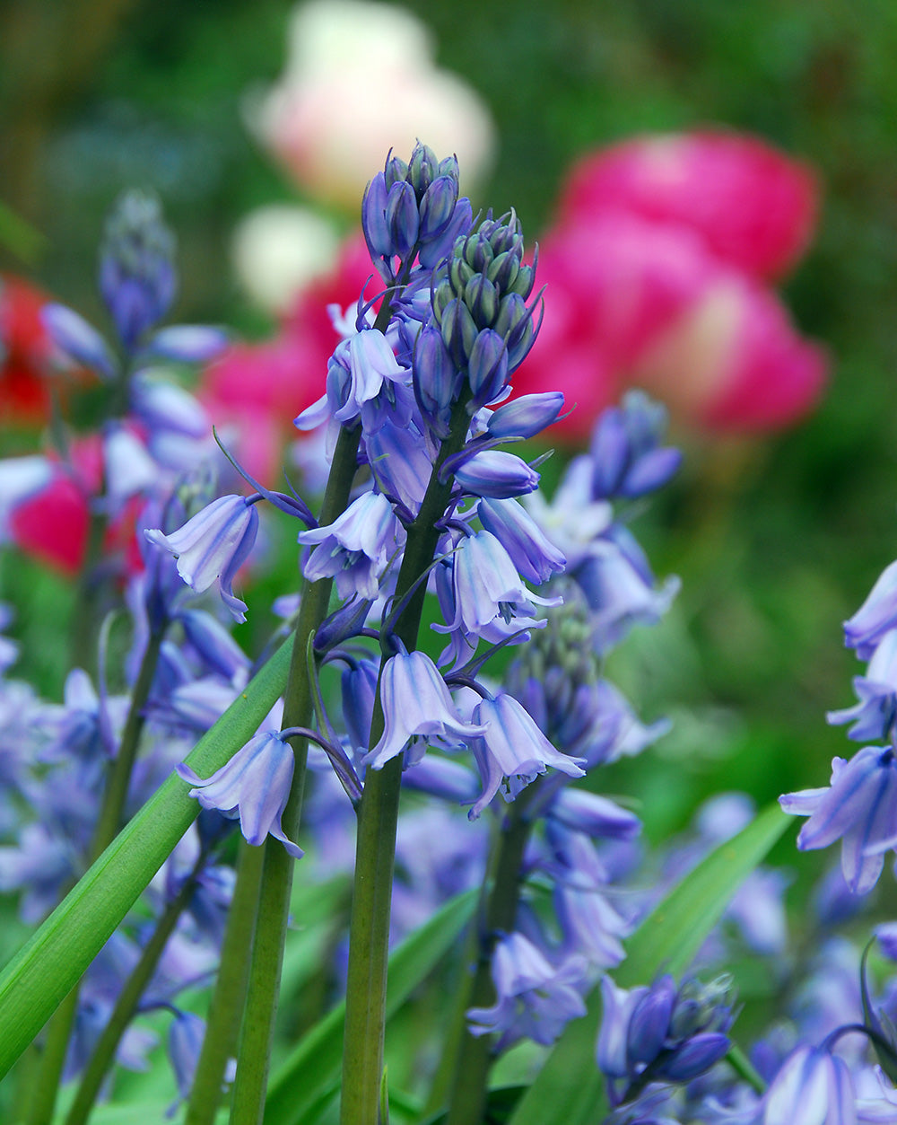 Blue Spanish Bluebells - 25 bulbs