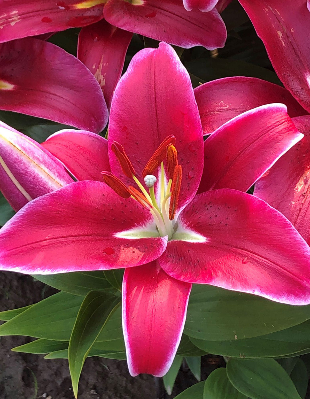 Cadenza Oriental Lily - 5 bulbs