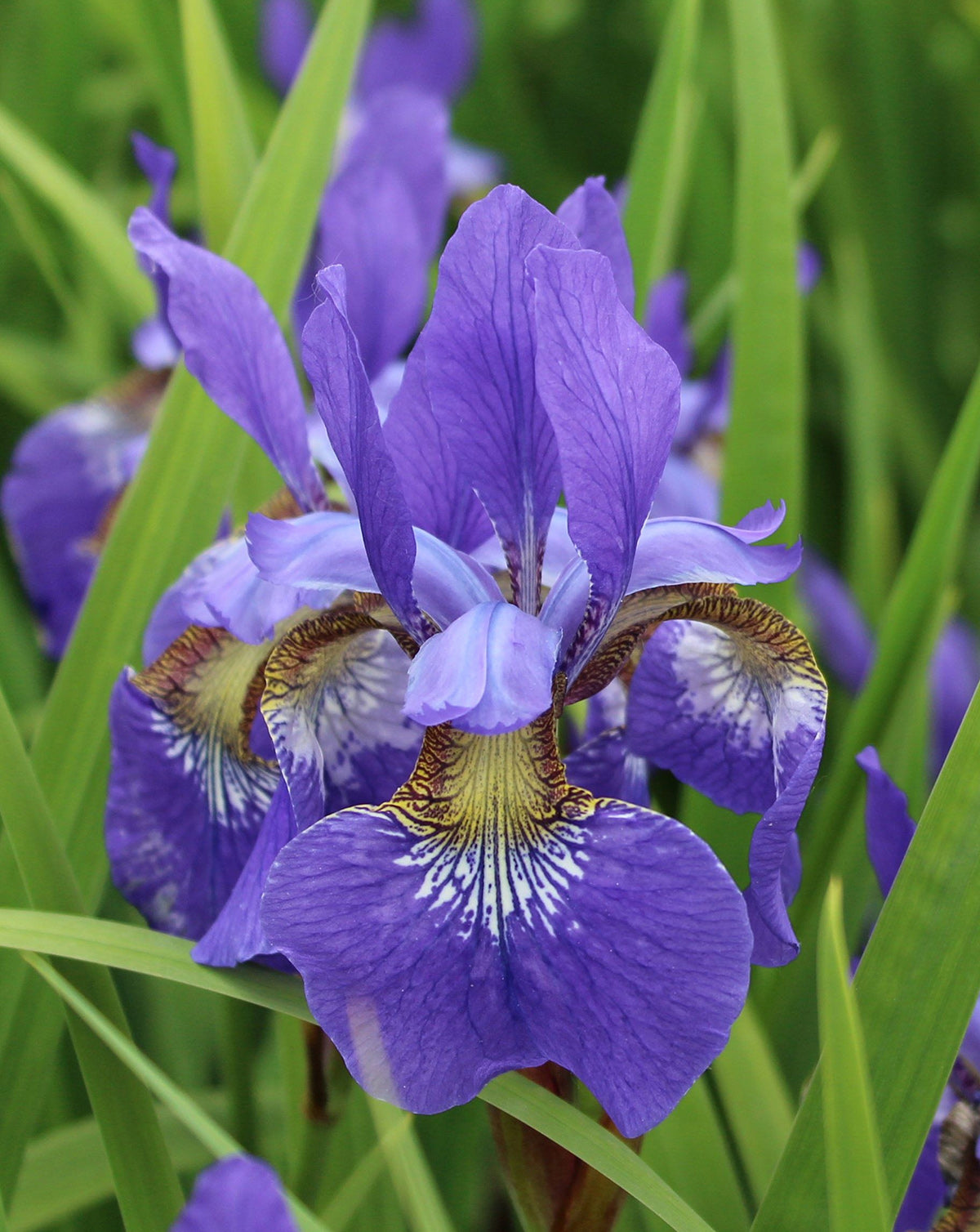 Caesar's Brother Siberian Iris - 3 root divisions