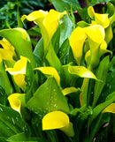 Elliottiana Calla Lily - 3 tubers