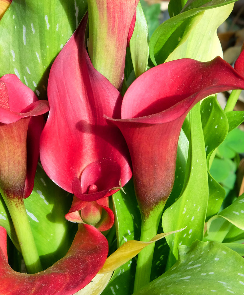 Red Alert Calla Lily - 3 tubers