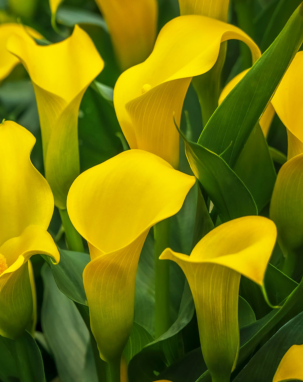 calla lily plant yellow leaves Sun Club Calla Lily®