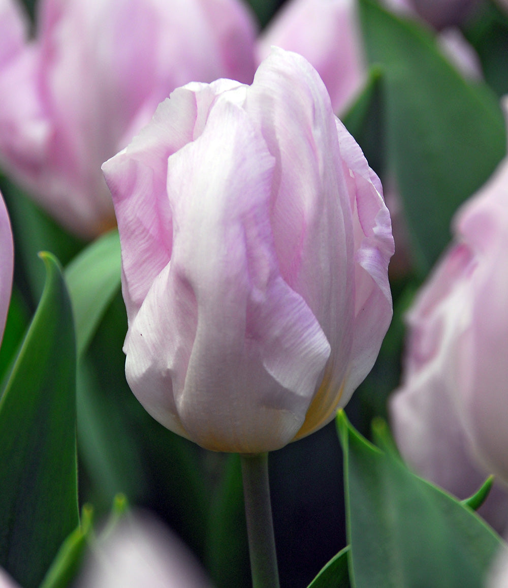 Candy Prince Single Early Tulip - 10 bulbs
