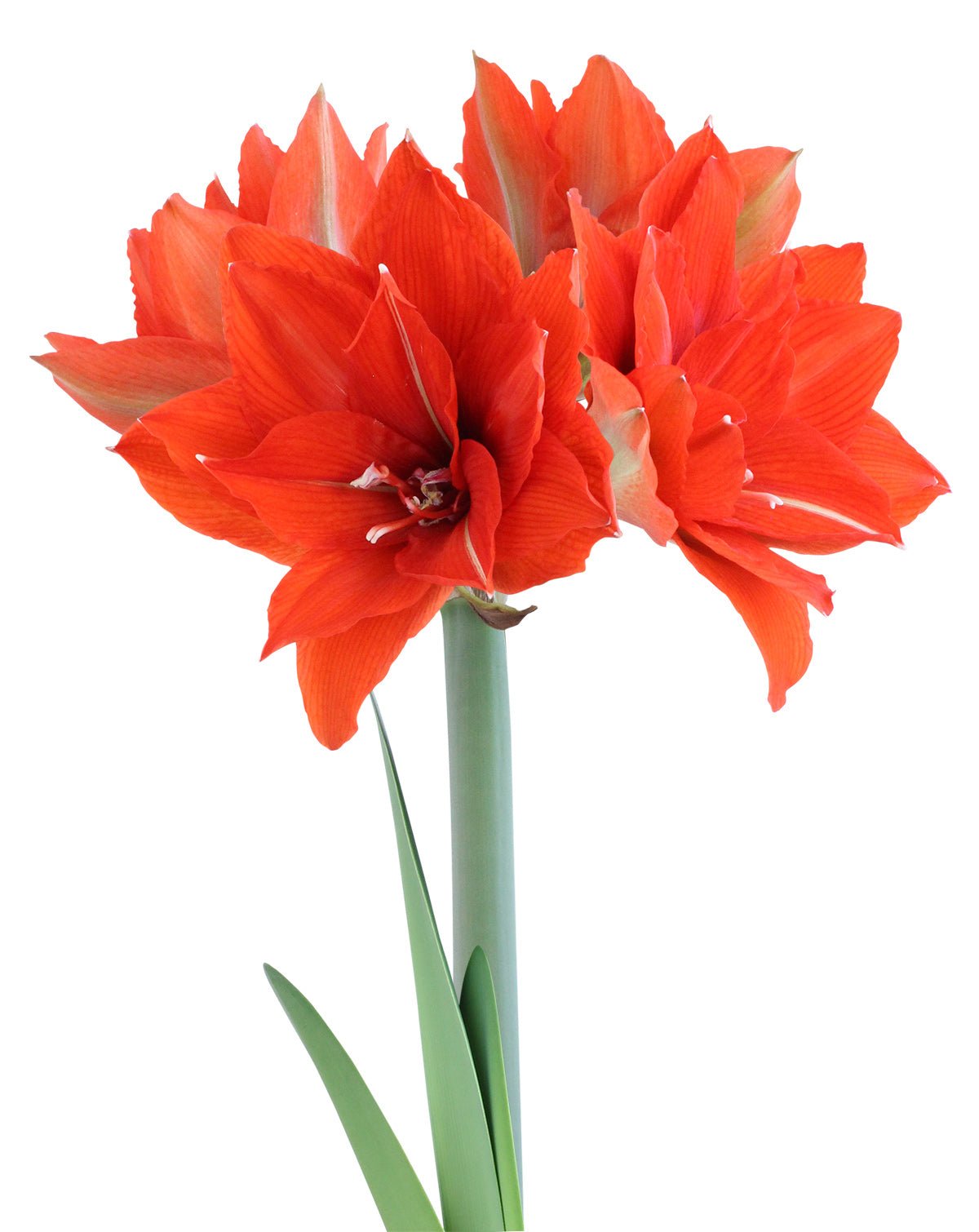Celica Regular Amaryllis - 22-26 cm bulb